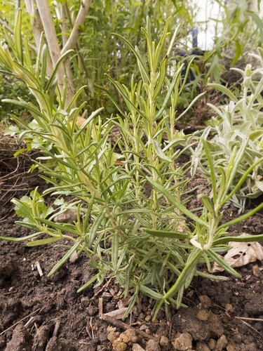 Freshly planted rosemary in the herb garden. Rosemary is a spice and can be used dried and used fresh.