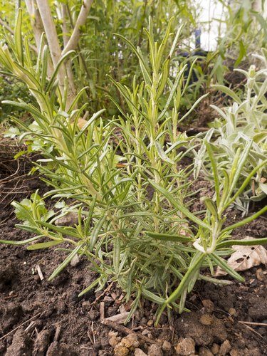 How and When to Prune Rosemary | Hunker