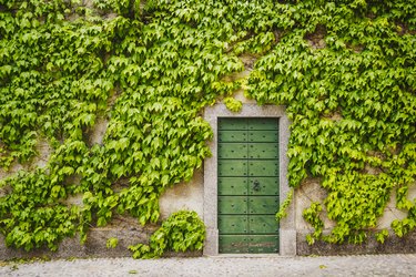 Ivy around wooden green door