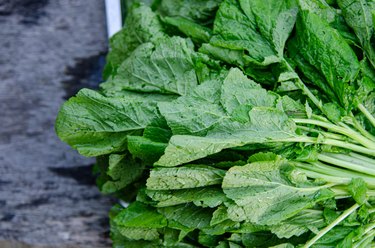 Close up Green leaf mustard vegetable in nature.