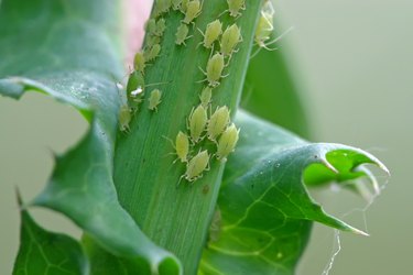 aphid on the green plant