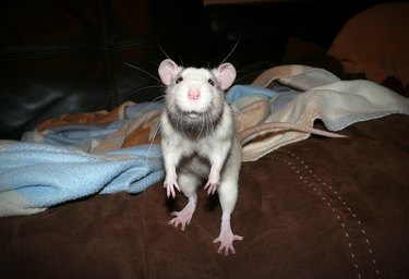 Close-Up Of Rat On Bed At Home