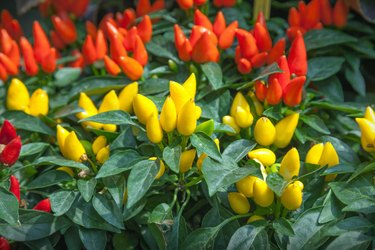 Ornamental pepper