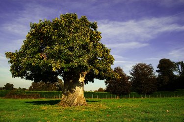 Horse chestnut Tree