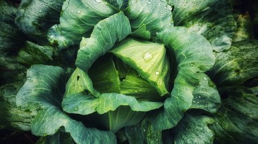 Full Frame Shot Of Wet Cabbage