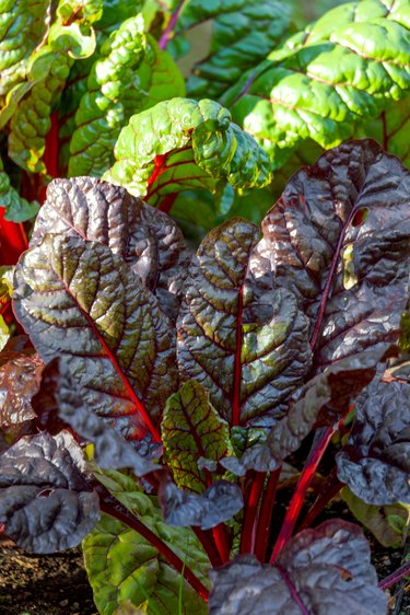 Beet leaves at the garden, close up.