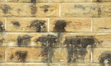 Damp sandstone wall stained with mildew