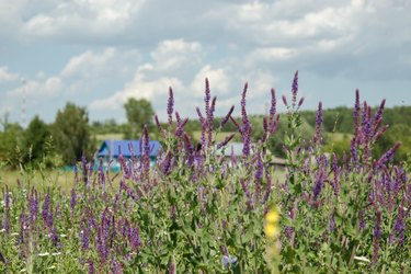 Flowering sage in a meadow. Summer day, Russia.