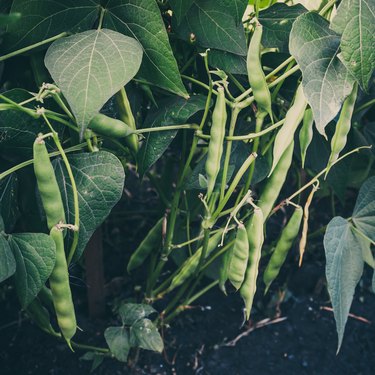 String beans growing out of ground. Gardening for healthy diet, vegetable vegetarians