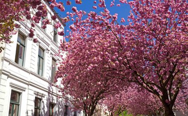 Cherry blossom in Bonn