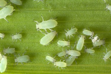 Close-up of aphids of different sizes