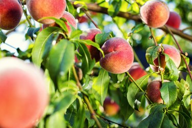 Contender Peach Tree - Stark Bro's, peaches 