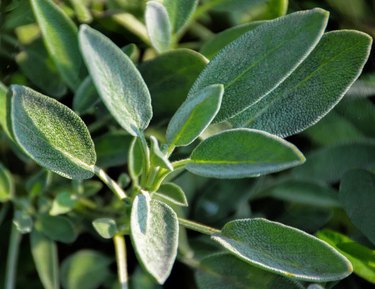 Close-up of sage growing in garden