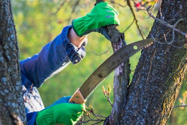 Hands with protective gloves and hand saw trimming branch of tree.