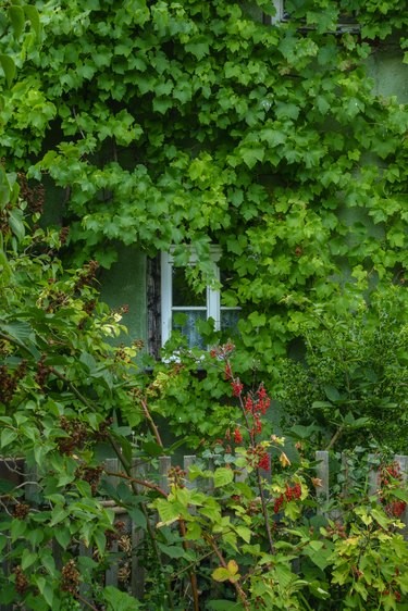 garden house with window and wild vines.