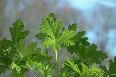 The Green Leaf Of Pelargonium Graveolens Plant In Close Up View