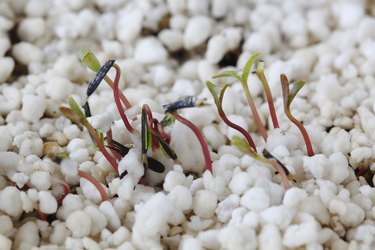 French marigold seedling (Tagetes) growing through layer of perlite, April