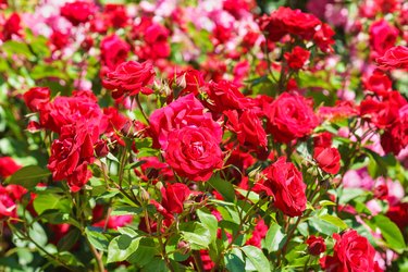 Lush flowering rose varieties Niccolo Paganini. Meilland France, 1991.