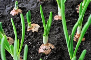 close-up of growing green onion