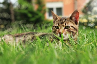 sitting cat