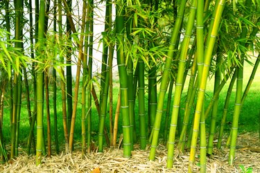 Shoots of green bamboo in a field