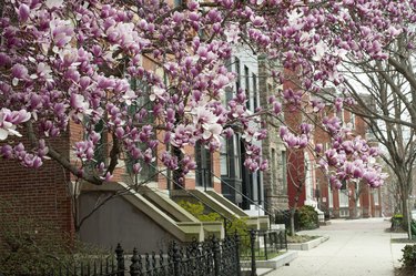Houses with blooming magnolia in Baltimore