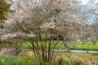 Amelanchier, also known as shadbush, shadwood or shadblow, serviceberry or sarvisberry, or just sarvis, juneberry, saskatoon, sugarplum or wild-plum, and chuckley pear