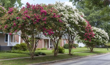 Red and White Crepe Myrtle
