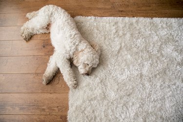 Relaxing on the Rug