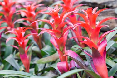Beautiful bromeliad in Shaded Paradise. Bromeliad flower in various color in garden. Bromeliad for postcard beauty decoration and agriculture design.