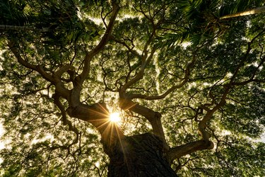 Banyan Tree Canopy Sunstar