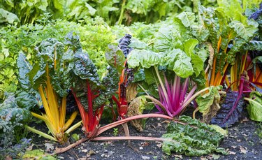 Chard, several colour varieties