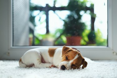 Jack russel puppy on white carpet