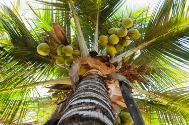 coconut tree