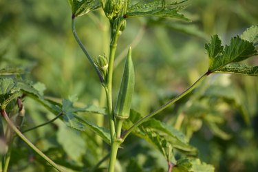 Okra or lady's finger vegetable plant in the garden