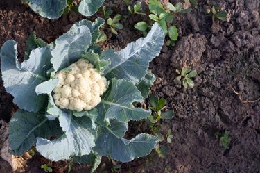 Fresh Cauliflower at Early Morning