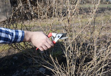 Spring Gardening. Gardener cutting gooseberry (Ribes uva-crispa) bush with bypass secateurs in early spring.