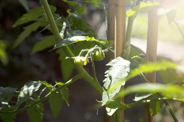 Homegrown tomatoes