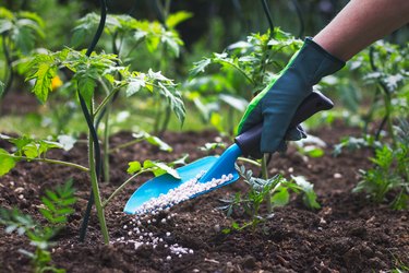 Fertilizing young tomato plants.