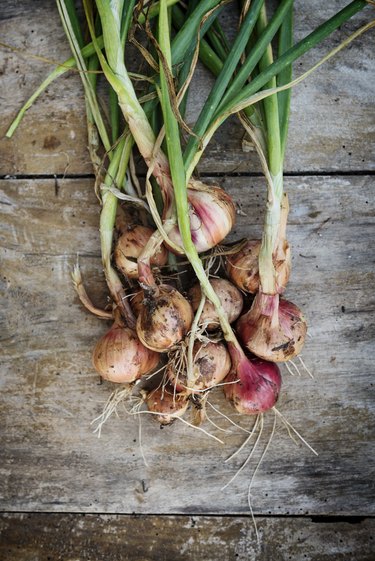 Bunch of Freshly Picked Organic Shallots Overhead View.