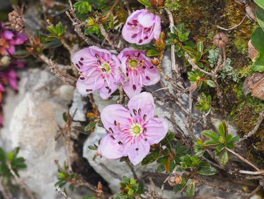 Dwarf Rhododendron (Rhodothamnus chamaecistus) blooming in the Alps