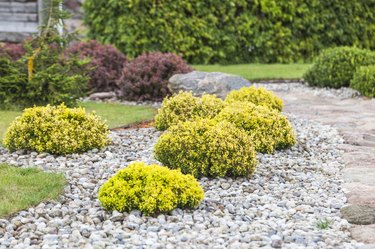 Bushes in the form of balls