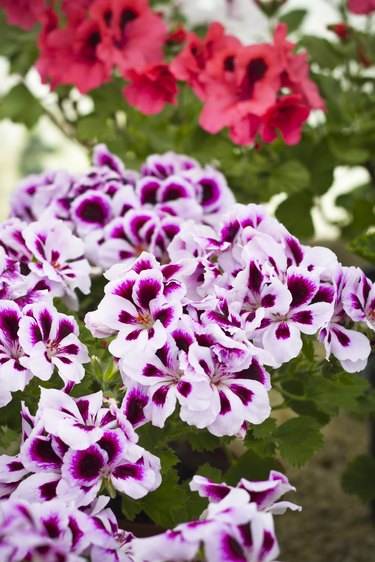 Blooming pink pelargonium