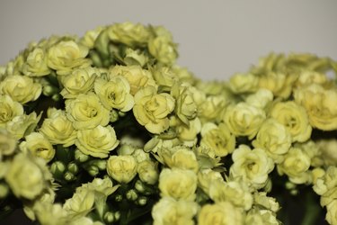 Yellow Calandiva Succulent Flowering Brush (kalanchoe blossfeldiana) Close-up
