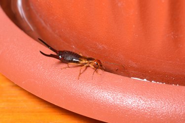 The insect earwig lived in a flower pot of the house