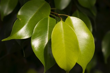 Closeup of Ficus leaves (Ficus Benjamin, weeping fig, Benjamin fig, Ficus tree)
