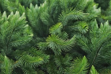 Close-Up Of Pine Tree