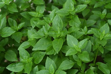 Green Basil