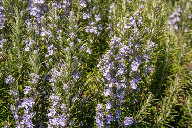 Close-up of a blooming rosemary plant (Rosmarinus officinalis), a woody, perennial herb with fragrant, evergreen, needle-like leaves and purple flowers, native to the Mediterranean region, Italy