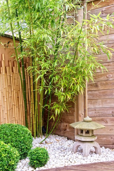 Japanese garden with bamboos and stone lantern